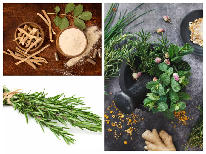 Nature's Performance Enhancers: The Benefits of Tribulus, Safed Musli, and Ashwagandha Herbs for Men
