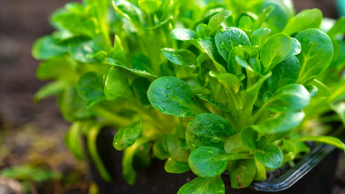 Are Those the Secret Ingredients Making MACHE to Promote Healthy Digestion?