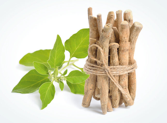 Know All about Ashwagandha, Why Only a Standardized Root Extract?